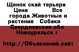 Щенок скай терьера › Цена ­ 20 000 - Все города Животные и растения » Собаки   . Свердловская обл.,Новоуральск г.